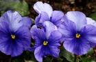 Fiołek rogaty - Viola cornuta Miniatur