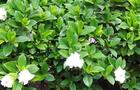 Gardenia jasminoides – Gardenia