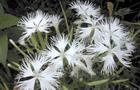 Goździk Alwooda - Dianthus hybridus