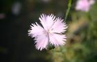 Goździk zaniedbany - Dianthus pavonius