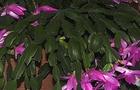 Kaktus bożonarodzeniowy, Grudnik, Zygokaktus,  – Schlumbergera truncata