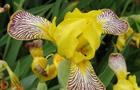 Kosaciec pstry Irys - Iris variegata