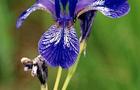 Kosaciec syberyjski Irys - Iris sibirica