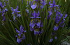 Kosaciec syberyjski Irys - Iris sibirica