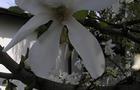 Magnolia pośrednia- Magnolia x soulangeana