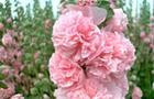 Malwa różowa - Alcea rosea