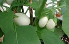 Oberżynka Golden Eggs - Solanum melongena