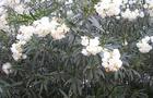 Oleander Pospolity – Nerium Oleander