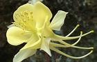 Orlik złocisty - Aquilegia chrysantha