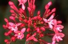 Ostrogowiec czerwony - Centranthus ruber
