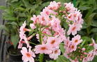 Pierwiosnek japoński - Primula japonica