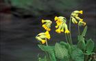 Pierwiosnek wyniosły - Primula elatior