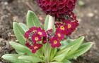 Pierwiosnek ząbkowany - Primula denticulata