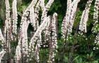 Pluskwica gałęziasta – Cimicifuga ramosa