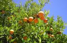 Pomarańcza – Drzewo pomarańczowe