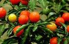 Psianka - Solanum