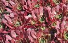 Rojnik ogrodowy - Sempervivum hybridum