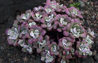 Rozchodnik łopatkowaty - Sedum spathulifolium