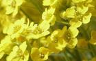 Smagliczka skalna - Alyssum saxatile