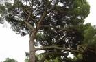 Sosna pinia, Pinia – Pinus pinea