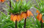 Szachownica cesarska, korona cesarska – Fritillaria imperialis