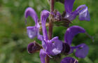Szałwia łąkowa - Salvia pratensis