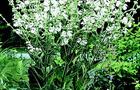 Szałwia srebrzysta - Salvia argentea
