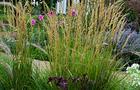 Trzcinnik ostrokwiatowy – Calamagrostis x acutiflora