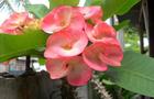 Wilczomlecz lśniący – Euphorbia millii 