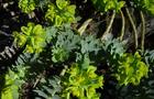 Wilczomlecz mirtowaty - Euphorbia myrsinites