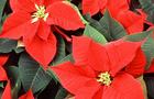 Wilczomlecz piękny, poinsecja, „ gwiazda betlejemska ” - Euphorbia pulcherrima  