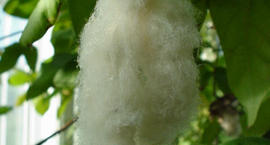 Bawełna - Gossypium herbaceum