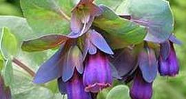 Cerinte - Cerinthe major purpurascens
