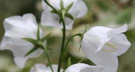 Dzwonek brzoskwiniolistny - Campanula persicifolia