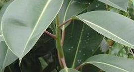 Figowiec sprężysty, Fikus - Ficus elastica 