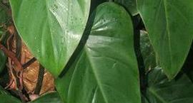 Filodendron - Philodendron 