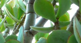 Grubosz drzewiasty – Crassula arborescens
