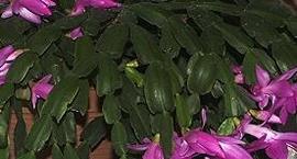 Kaktus bożonarodzeniowy, Grudnik, Zygokaktus,  – Schlumbergera truncata