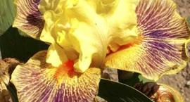 Kosaciec pstry Irys - Iris variegata