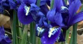 Kosaciec żyłkowany Irys – Iris reticulata
