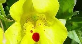 Kroplik żółty – Mimulus luteus