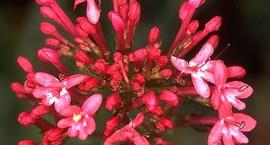 Ostrogowiec czerwony - Centranthus ruber