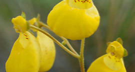 Pantofelnik dwukwiatowy - Calceolaria biflora