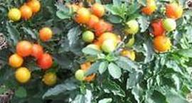 Psianka - Solanum