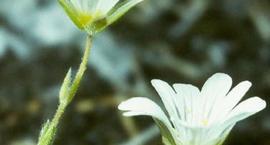 Rogownica alpejska - Cerastium alpinum