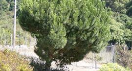 Sosna pinia, Pinia – Pinus pinea