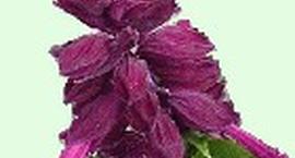 Szałwia błyszcząca - Salvia splendens