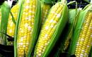 Kukurydza w ogrodzie – uprawa i pielęgnacja