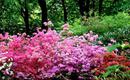 Rododendrony - uprawa, pielęgnacja, choroby
