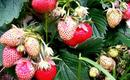 Uprawa truskawek – owoce w ogrodzie
